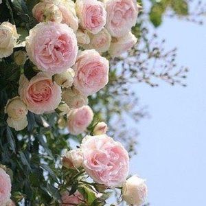 Meet your Posher, Stacey